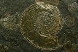 Stunning, Fossil Ammonite Cluster - Posidonia Shale, Germany #377994-2